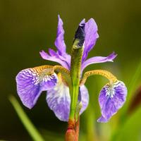 natuurfoto groningen(@klaas_johannes) 's Twitter Profile Photo