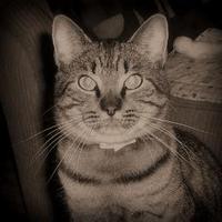 Henry (@quadpawdreiki) 's Twitter Profile