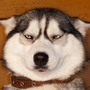 Mystrain1's profile picture. 