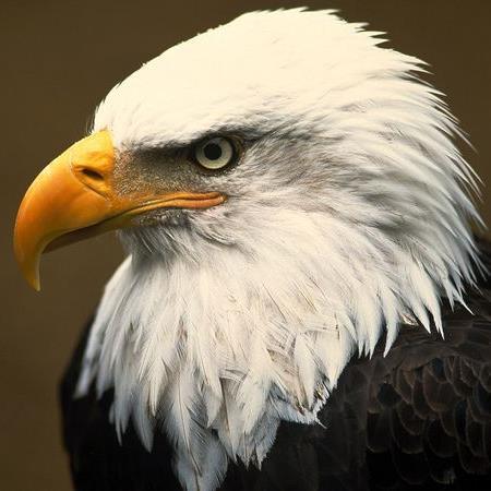 RWES_Eagles Profile Picture