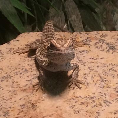 i use this twitter to give you tips and tricks for your own bearded dragon and daily update about my own bearded dragon henkie i am speaking out of experience