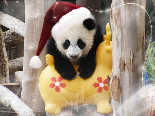 PandaClub079's profile picture. 