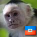 Monkey_Tweets's profile picture. A lover of monkies, living in London