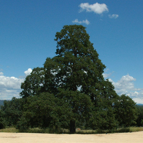 A 350 year old California Blue Oak at Twisted Oak Winery!