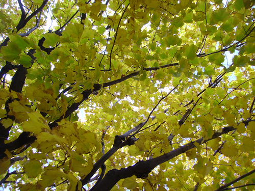 kzaczek's profile picture. 