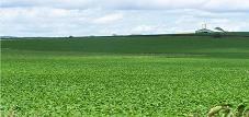 Preserve valuable agricultural lands around Markham - create a foodbelt!