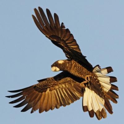 Birdlife Midwest-Geraldton is a birding group based in Midwest Australia (in/around Geraldton). Come birding with us. Also on Facebook https://t.co/veBPNlCQdN