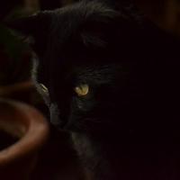 Catharine (@hauntedcate) 's Twitter Profile
