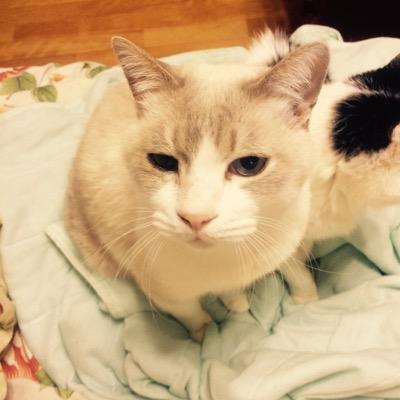 猫とバイクが好きなバツイチクソ野郎 (ヽ´ω`) 無言フォローすみません。コーナー攻めません。ジャンプはなめますwいいねするとフォローする妖怪です。7月から糖尿病治療始めました。 インスリン(グラルギン)1日10単位 朝夕各500mgメトホルミン投与