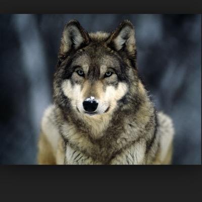 Wolfpack7957's profile picture. 
