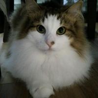 森林猫 (@stoattail) 's Twitter Profile