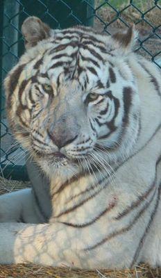 TracySheaffer's profile picture. 