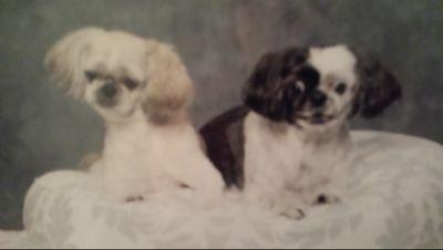 Lynda143143's profile picture. Twin, Animal lover,President Obama 💙  Biden/Harris #BLM, #Resister 💙
West Coast Michigan 🏳️‍🌈 2024 Harris/Walz