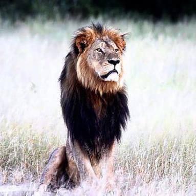 Real Animal Lover #CecilTheLion.No hunters ever.Animal rights activist.#ToroDeLaVega