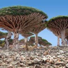 جزيرة سقطرى تقع في المحيط الهندي تخضع للسيادة اليمنية منذو 1967م وتسعى الى فك ارتباطها من اليمن لتنهض بجمالها وطبيعتها النادرة التي خدشتها الحالة اليمنية .