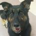 The Library Dog (@maclibrarydog) Twitter profile photo The Library Dog (@maclibrarydog) Twitter profile photo
