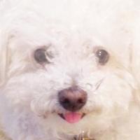 Baby Pete Toms (@fancypetetoms) 's Twitter Profile