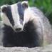 Sadbadger (@peevishbadger) Twitter profile photo Sadbadger (@peevishbadger) Twitter profile photo