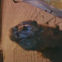 Esra Urkucu (@esraurkucu) Twitter profile photo