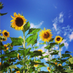 Full Belly Farm (@fullbellyfarm) Twitter profile photo Full Belly Farm (@fullbellyfarm) Twitter profile photo