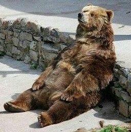 I'm just your average ol' bear. I enjoy eating salmon and long creepy hindlegged walks in your camp area. fuck you.