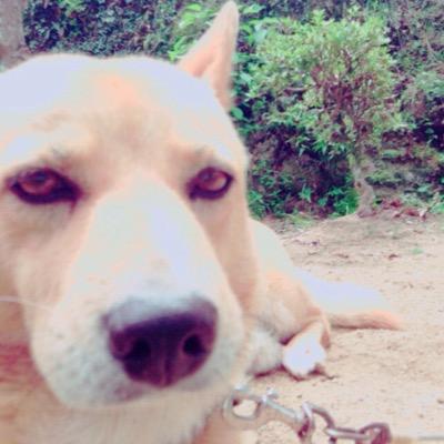 愛犬・茶太くんの日々を投稿していきます！ 柴犬とコーギーのミックスです。 
君と君の大切な人に笑顔をお届けします。
チャッピー@笑顔の宅配便