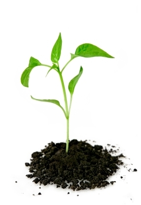 Move past your black thumb and grow a green one! No more dead plants, just beautiful foliage for you!