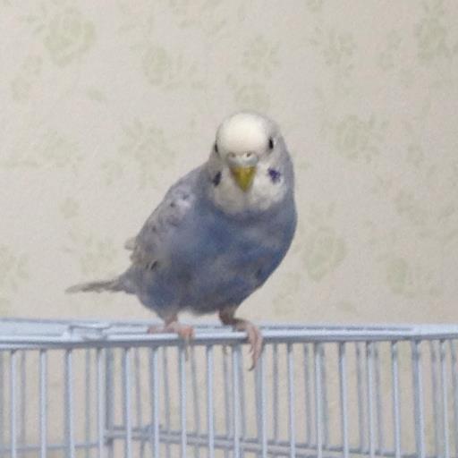 西宮市在住。
2015.8.10にいなくなったインコのぴっちょを探しています。