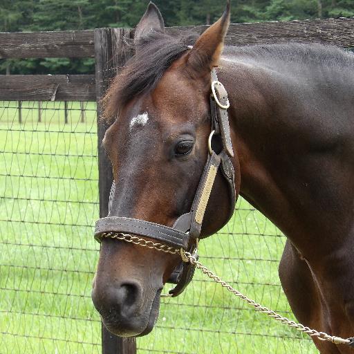 avanteblacksp's profile picture. 東の方に生息する馬オジサン。競馬好き（主に血統と写真と珍名探し）