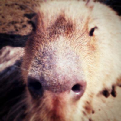 nono0517's profile picture. しがないげっ歯類。 note（https://t.co/eK713GFhbi）更新頑張り月間