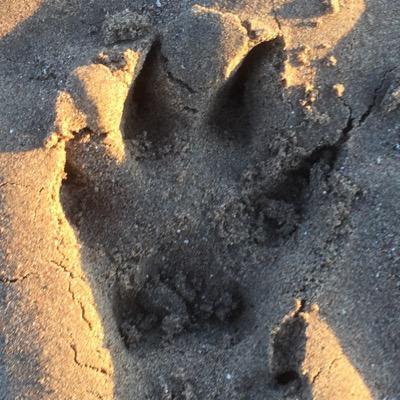 MillsyTheDug's profile picture. Milly (GSD) & Buddy (Border Collie) living da beach life on da west coast of Scotland. With guest appearances by Molly da Dog.