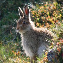 Our iconic mountain hares urgently need protection from range of threats including persecution and climate change #mwaagh