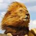 LIONKING (@yiichua) Twitter profile photo LIONKING (@yiichua) Twitter profile photo