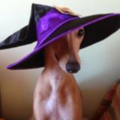 I am Magical Merlin Whippet & I do haves a brother called Pissy Pants Dylan. I likes Brian-Me-Ducks but I hates Trolls. Looking for Hoomans & Houndies friends