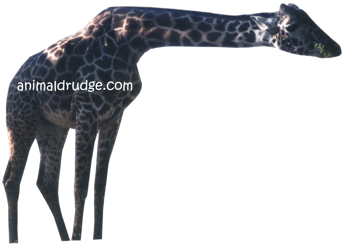 animaldrudge's profile picture. Animal Drudge is the Coolest Animal News This Side of the Milky Way... Why Endure InterGalactic Travel To Get News When You Can Kick Back on Your Own Planet?