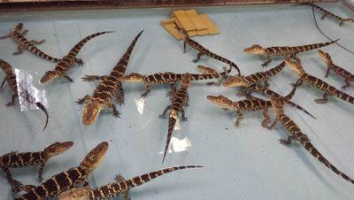 fumopasto420's profile picture. 