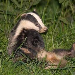 Twitter for the Herefordshire Badger Group, including news and updates about the badger vaccination programme in the county