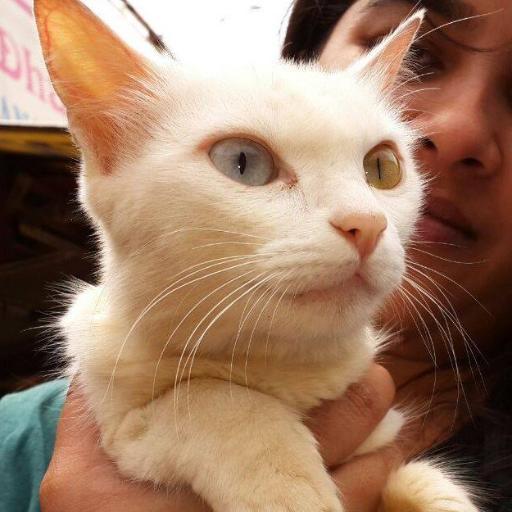 Waiting for #CrazyCatLady to be recognized as a career option.