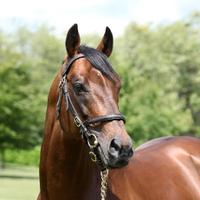 Norman Court Stud(@NormanStud) 's Twitter Profile Photo