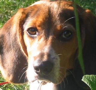 tobeytoblerone's profile picture. Beagle puppy.