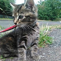 I am a lovely Kitten, born May 2015. My Tweets are from my perspective. See the world through a cat's eyes.