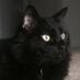 Magic Cat No. 9 (@magiccatnumber9) Twitter profile photo Magic Cat No. 9 (@magiccatnumber9) Twitter profile photo