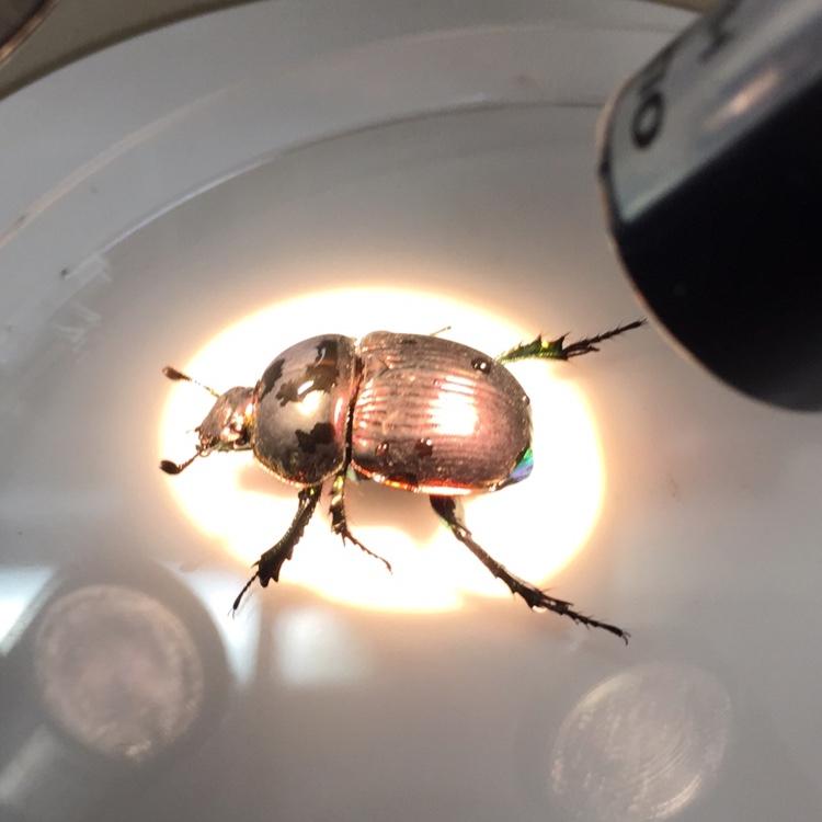 uchiyamad's profile picture. 某農大のポスドク(博士研究員)です。昆虫の多様性、進化、特に感覚の進化に興味があります。（主に）昆虫を次世代シーケンサーを使って研究しています。