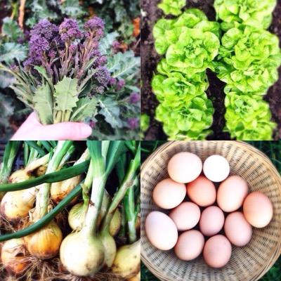 #Organic #vegbox delivery service on the #Blackisle bringing our fresh seasonal #vegetables #fruit, #eggs & more to your door.