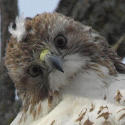 Birdnerd, Steelers fan