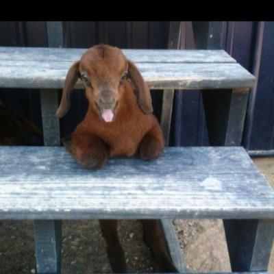 funkytybg's profile picture. booty makes the world go round