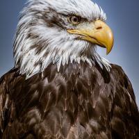GlenHavenES (@glenhaveneagles) 's Twitter Profile