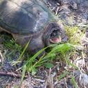 Susan Winch - @Moldfish - Twitter