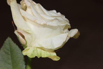 teacher_a_a's profile picture. معلمة حاسب آلي خبير مايكروسوفت للتعلم الابداعي 2022-2023   2023-2024 2024-2025