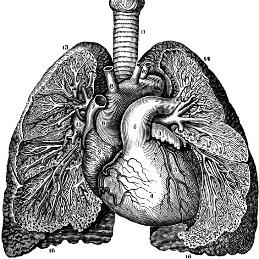 NippinsNU's profile picture. DPT prof, Cystic Fibrosis physio, opinions are my own